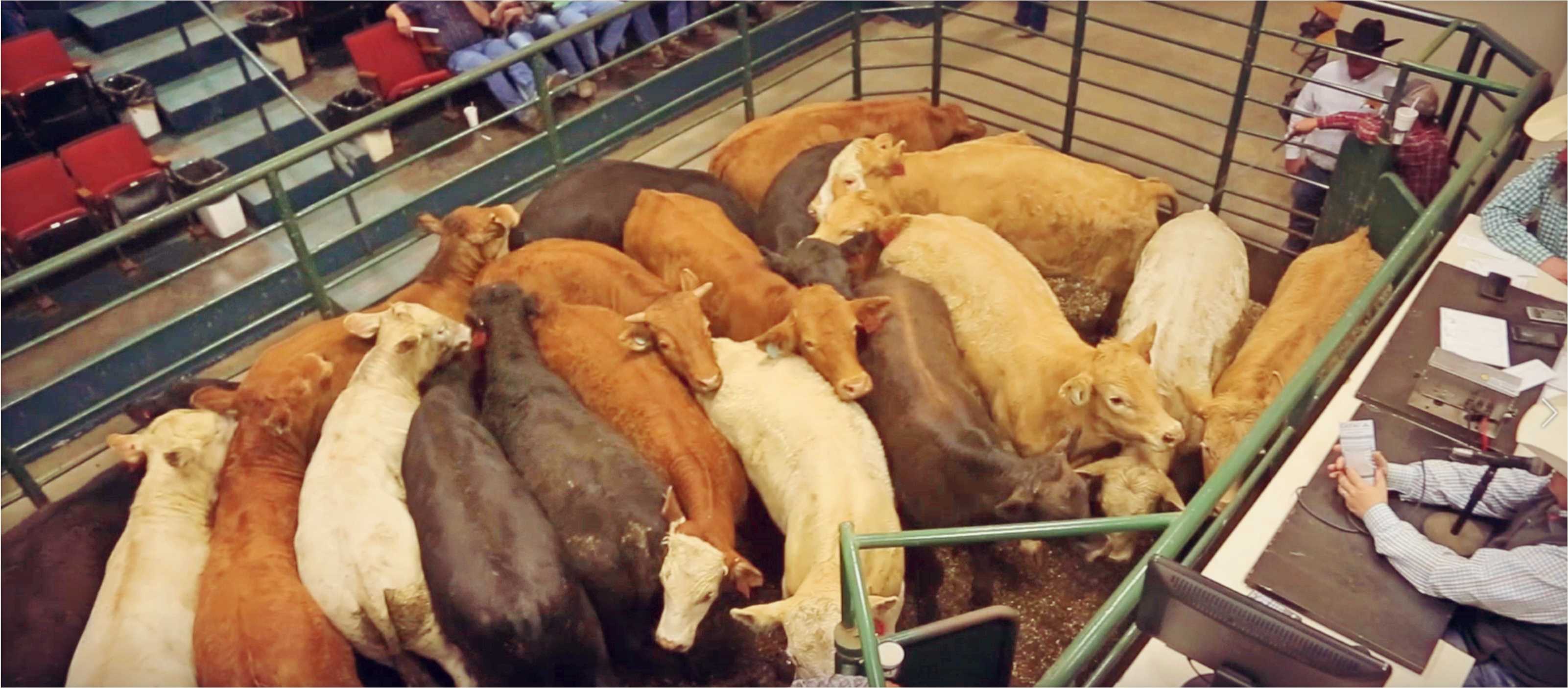 Day Of The Sale - Calves For Sale