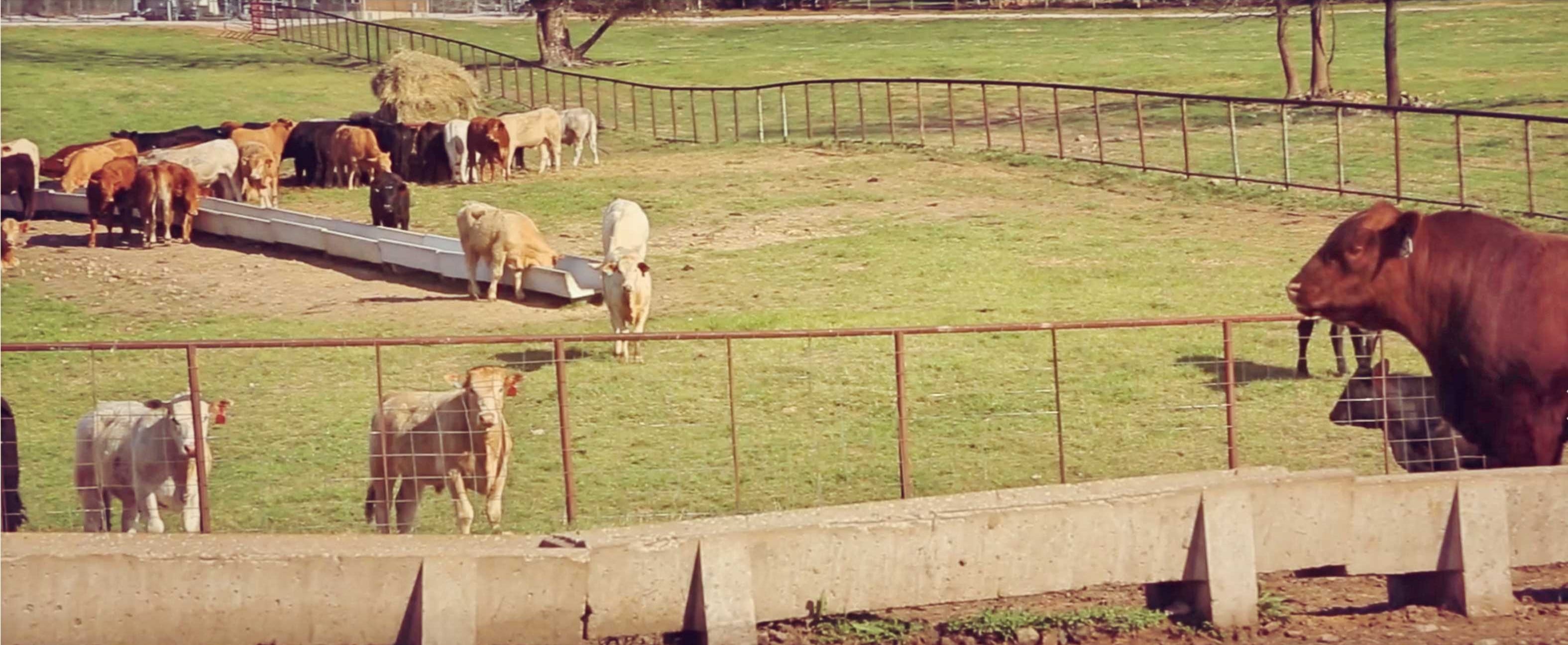 Preparing For Auction - Cows For Sale 