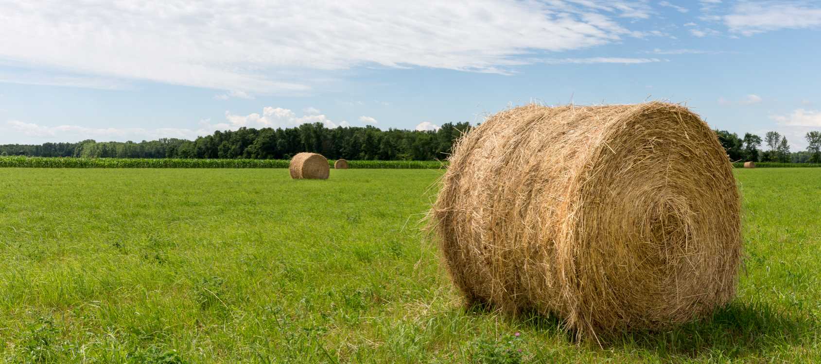 Impact of Quality Hay On Cattle Prices