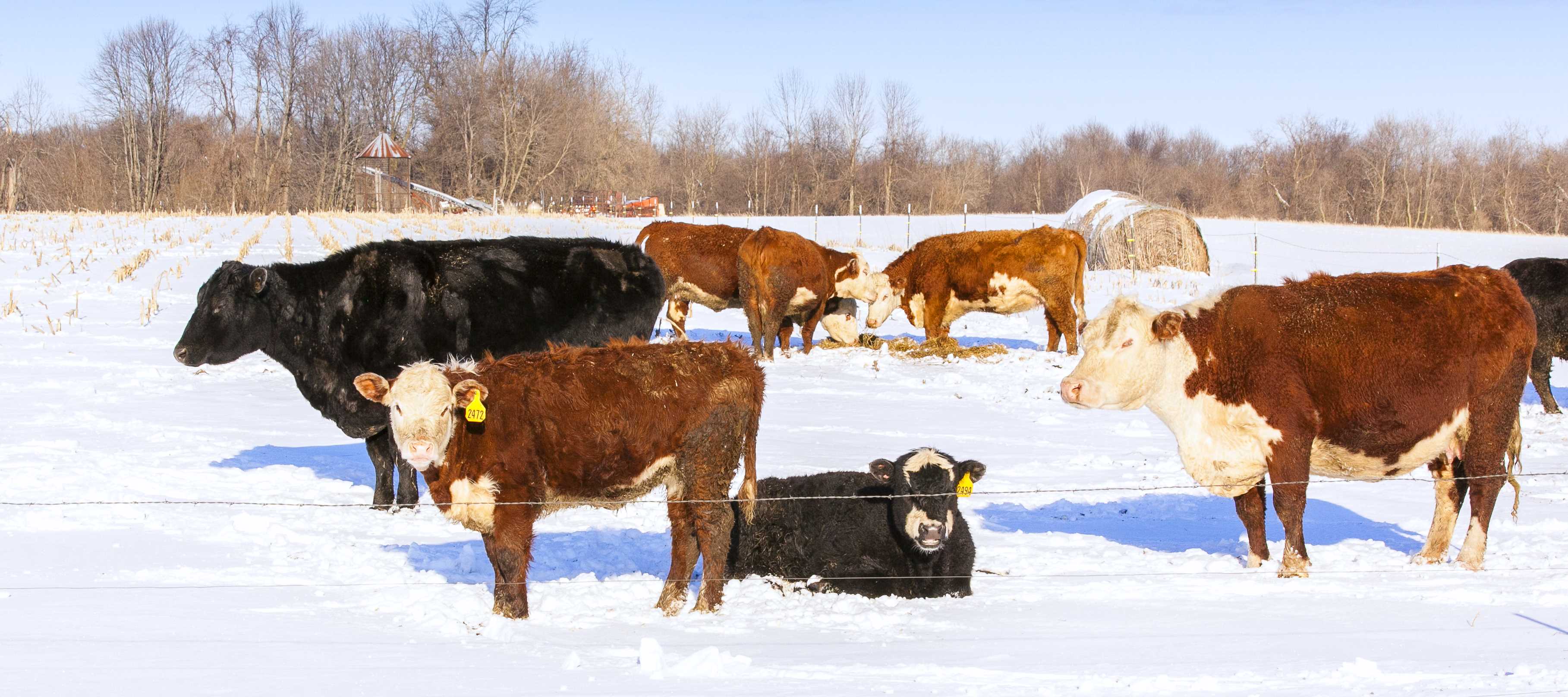 Caring for Cattle in the Winter - Cattlemen's Livestock Auction 