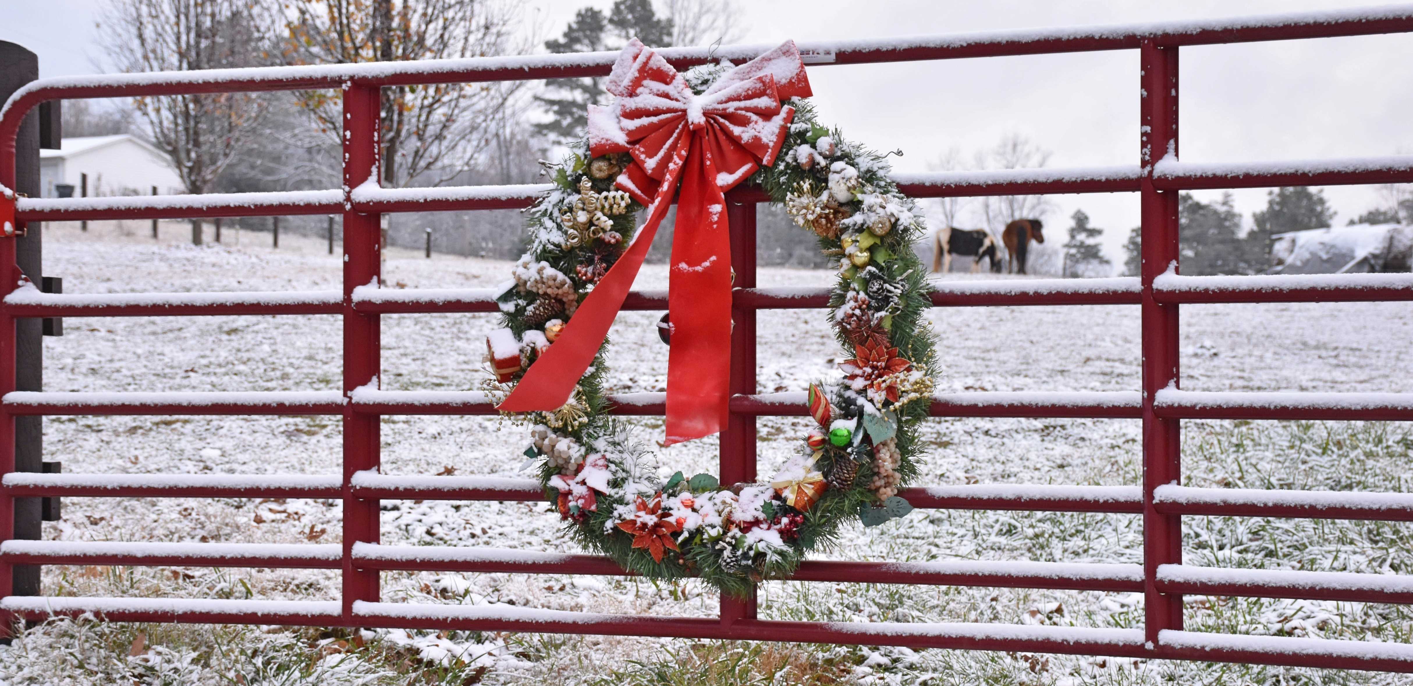 Merry Christmas From Cattlemen's Livestock Auction - Feeder Cattle Prices