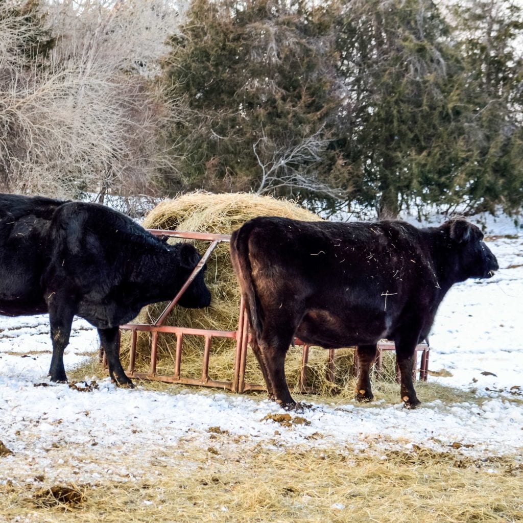 Winter Weather Impacts Cattle Markets - Cattle Market Prices