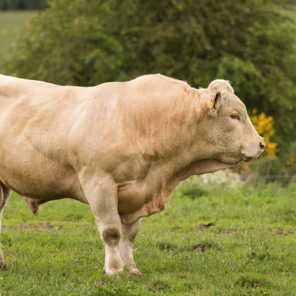 Protect Your Cattle from Trichomoniasis When Looking at Bulls for Sale