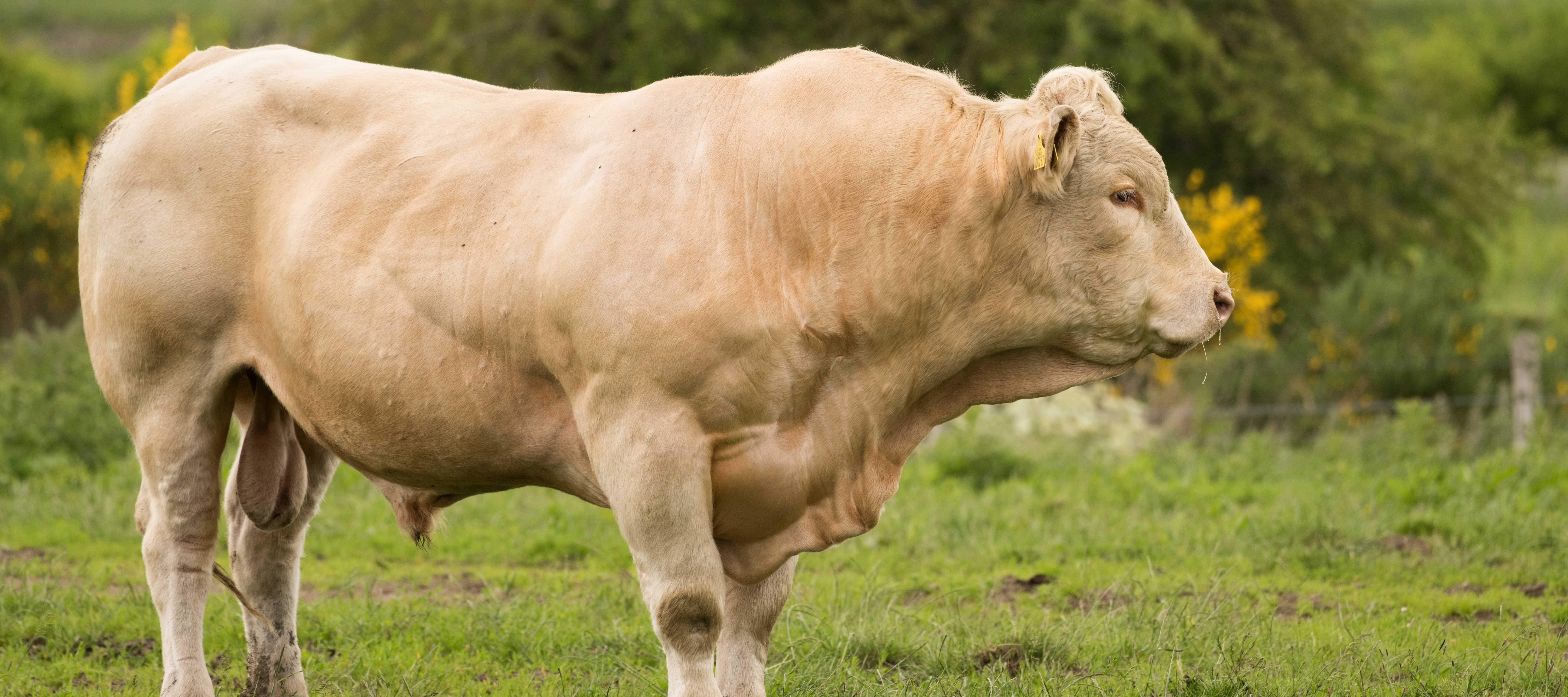 Protect Your Cattle from Trichomoniasis When Looking at Bulls for Sale