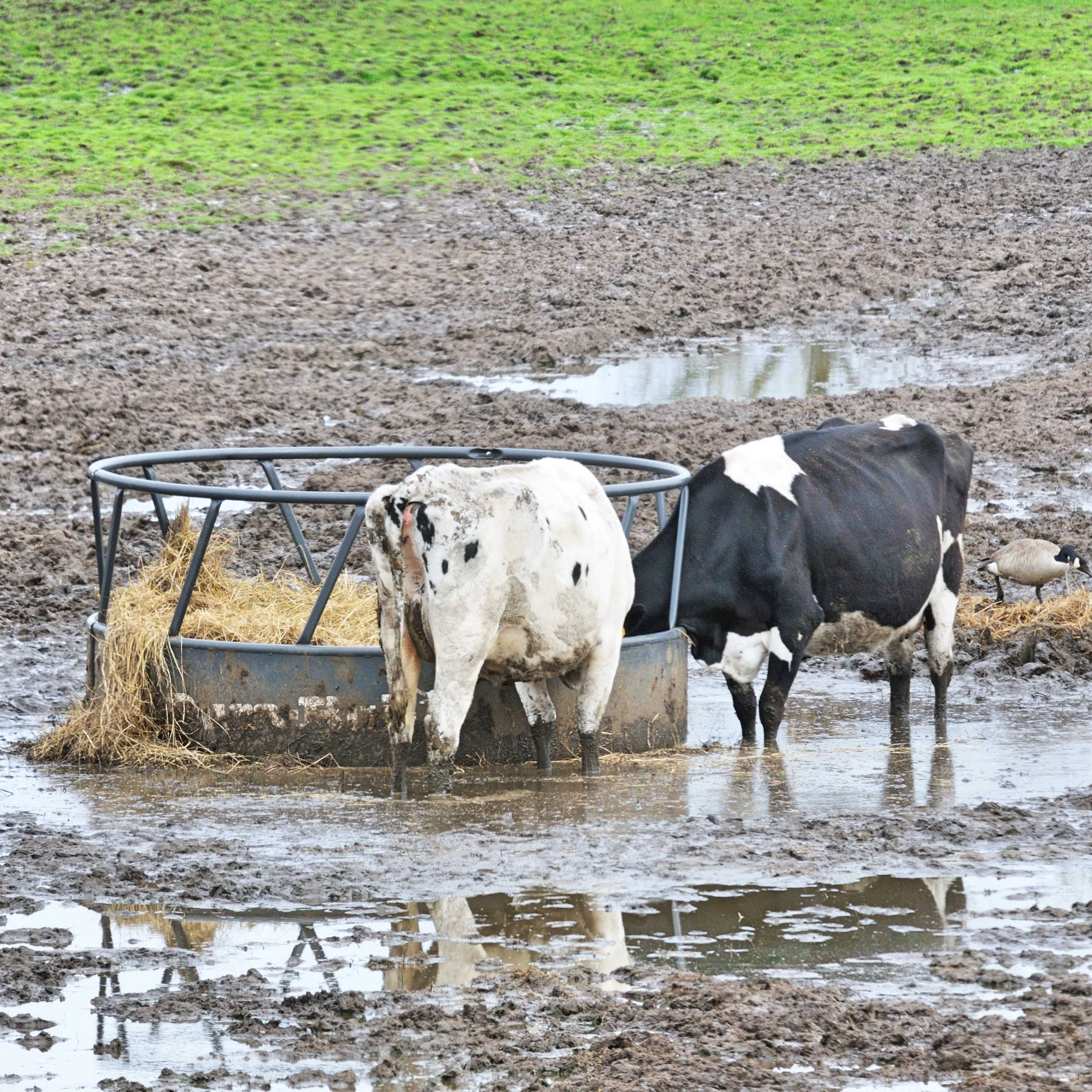 Muddy Cow - kbghknj